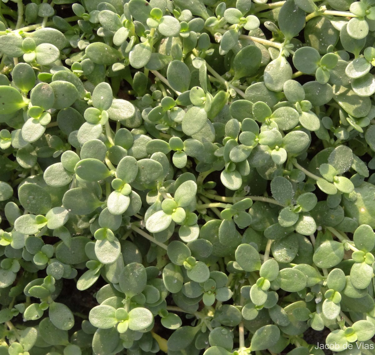 Peplidium maritimum (L.f.) Asch.